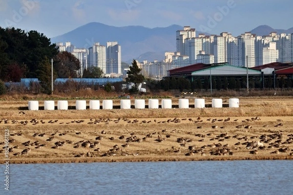 Obraz 창원 주남저수지의 겨울 풍경