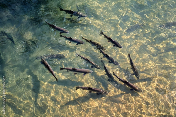Obraz A school of salmon fish in the water, viewed from above