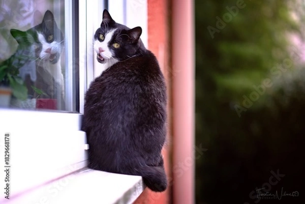 Fototapeta Funny tuxedo cat sitting on the on the window shelf and loking at camera. 