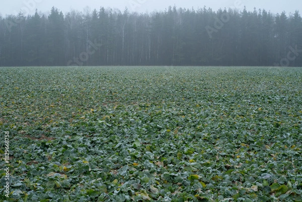 Obraz plantation with winter crops