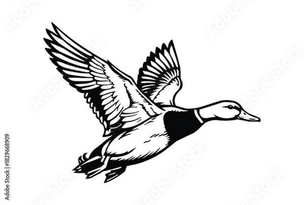 Obraz mallard flying duck silhouette, flying duck vector illustration