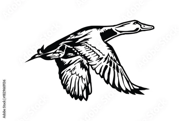 Fototapeta mallard flying duck silhouette, flying duck vector illustration