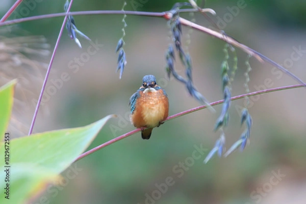 Fototapeta Common Kingfisher Perched on a Stem