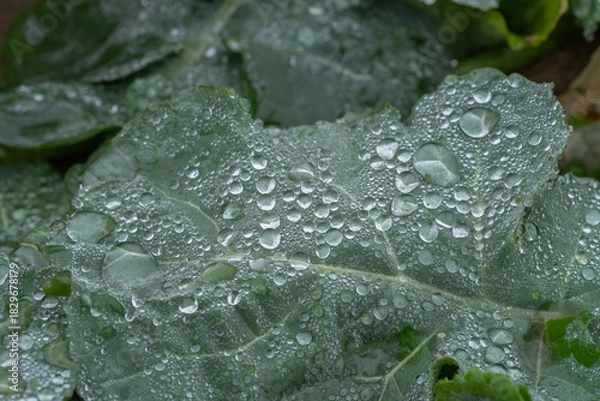 Obraz rain drops on a leaf