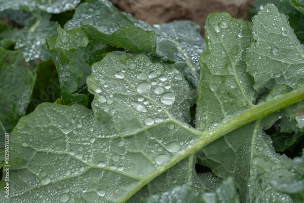 Obraz rain drops on a leaf