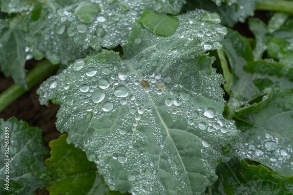 Obraz water drops on a leaf