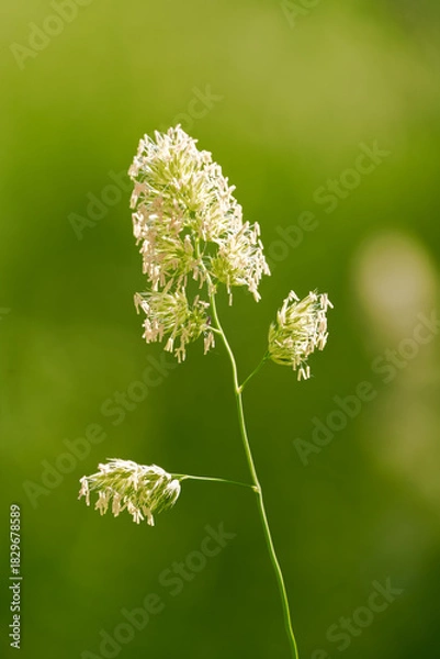 Obraz Flowers of orchard grass. Close-up of the flowering plant. Dactylis glomerata.
