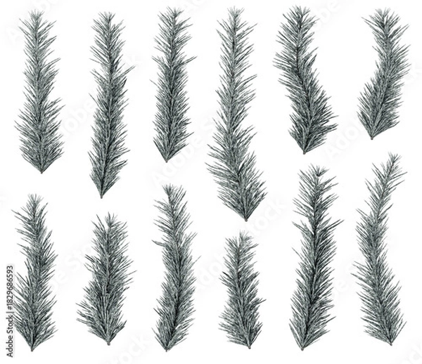 Obraz Frosted Pine Branches Set – Winter Evergreen Decoration Pack (Isolated Elements)