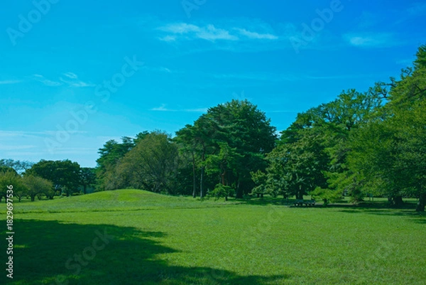 Fototapeta 緑の公園