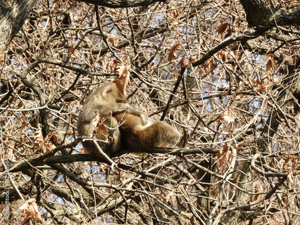 Obraz 白神山地のニホンザル