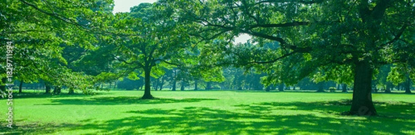 Fototapeta 緑の公園