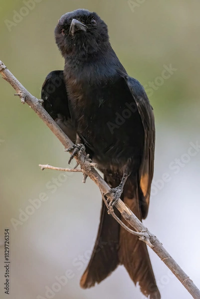 Obraz fork-tailed drongo on a twig
