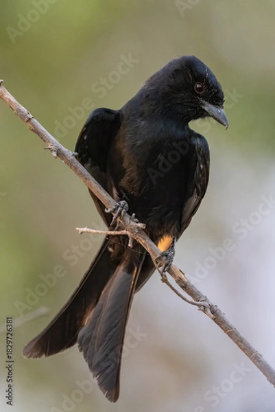 Obraz fork-tailed drongo on a twig
