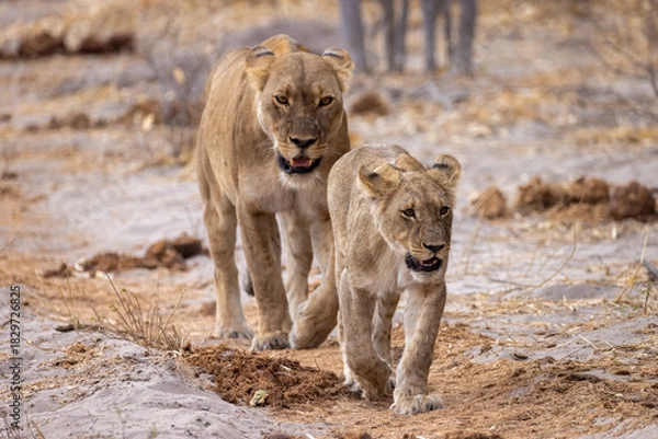 Obraz lions in a mopane forest