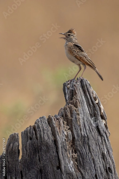 Obraz a lark on a dead tree trunk