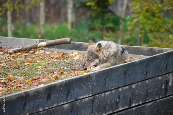 Fototapeta Carpathian Wolf Resting in Nature