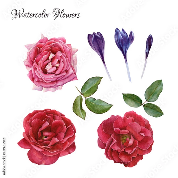 Fototapeta Flowers set of hand drawn watercolor roses, crocuses and leaves