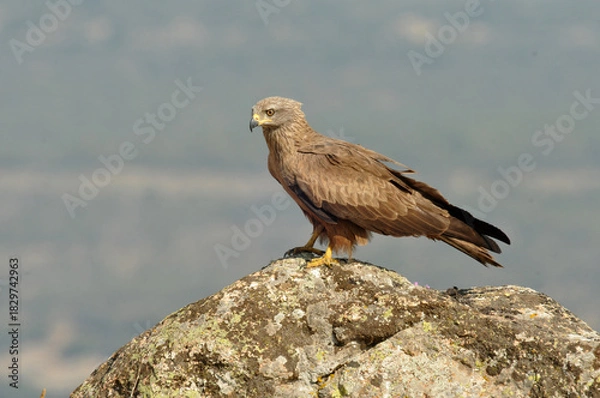 Fototapeta milanos y rfatoneros en el campo