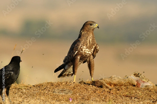 Fototapeta milanos y rfatoneros en el campo