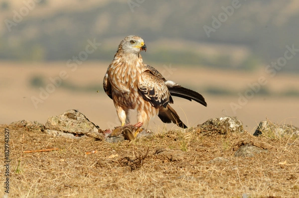 Fototapeta milanos y rfatoneros en el campo