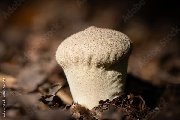 Obraz Puffball mushroom close up
