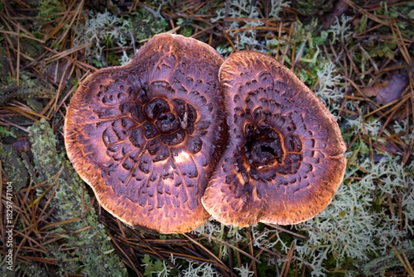 Obraz Shingled hedgehog mushroom