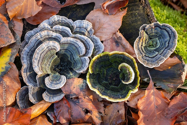 Obraz Turkey Tail Mushroom close up
