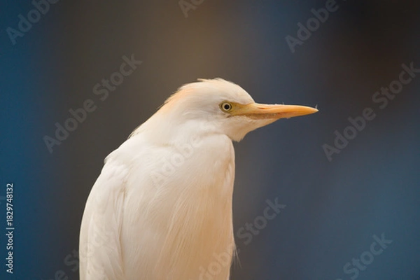 Obraz Close-up Portrait of a Cattle Egret