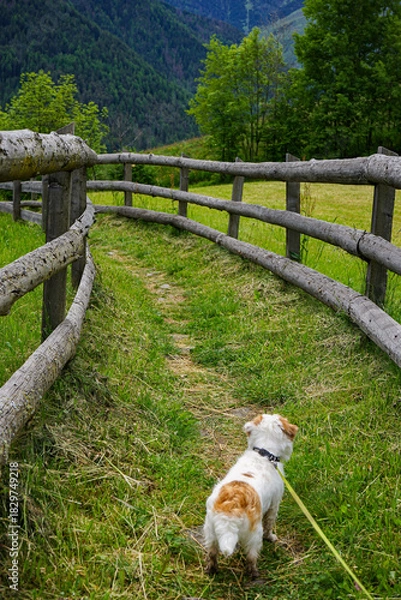 Obraz dog on the bridge