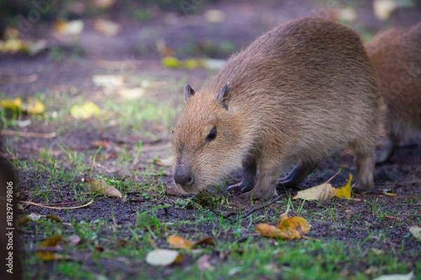 Fototapeta Baby Capybara Playing on the Grass