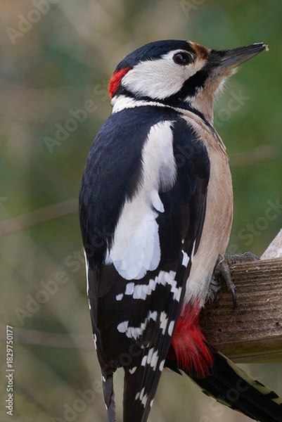 Fototapeta Buntspecht an einer Futterstation