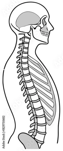 Obraz Spine
