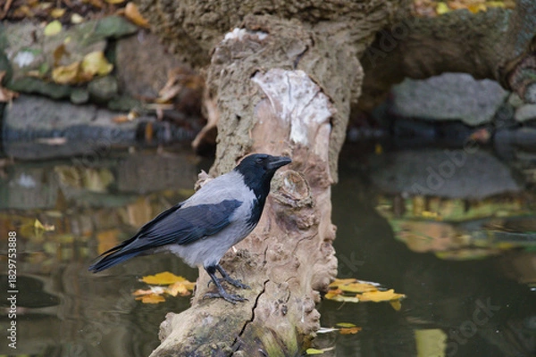 Obraz Grey Crow Standing on a Log