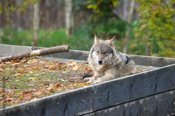 Obraz Carpathian Wolf Relaxing in Nature
