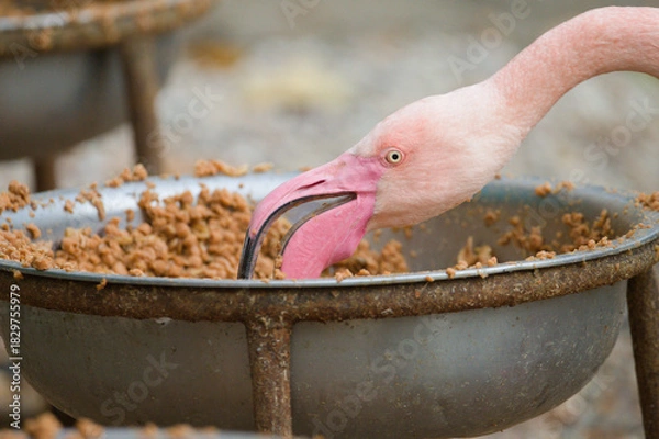 Obraz Greater Flamingo Feeding in Habitat