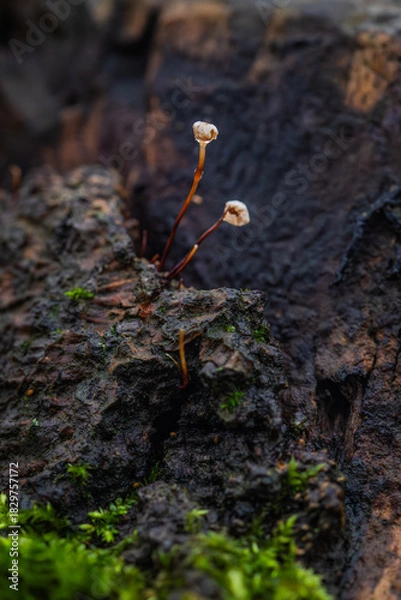 Obraz small mushrooms on tree
