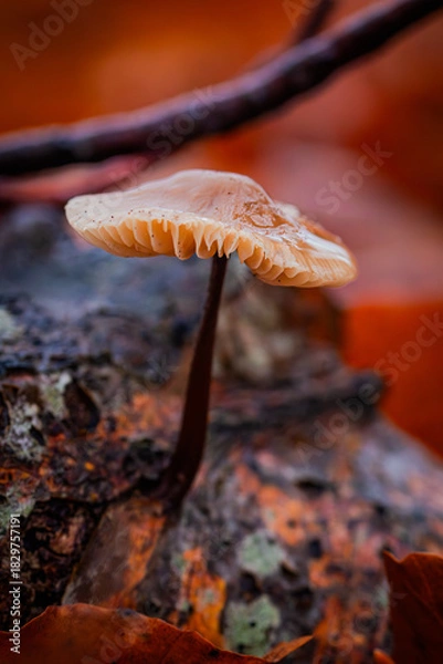 Obraz mushrooms on a tree