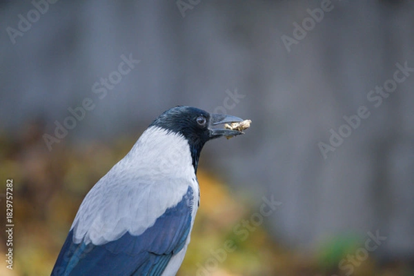 Obraz Close Up of a Grey Crow Eating
