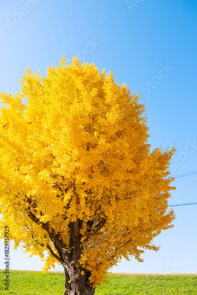 Obraz 秋の太子橋中公園