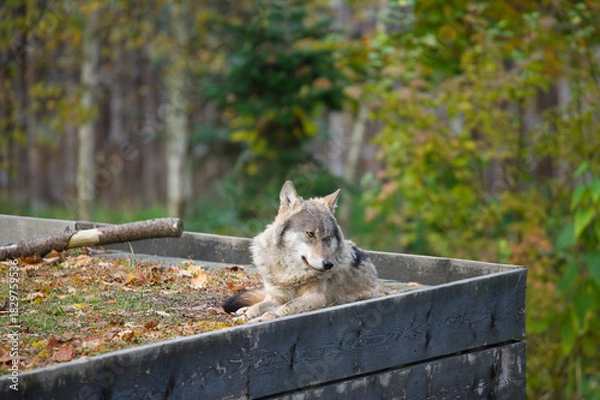 Obraz Carpathian Wolf Resting in Nature