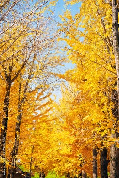 Obraz 秋の太子橋中公園