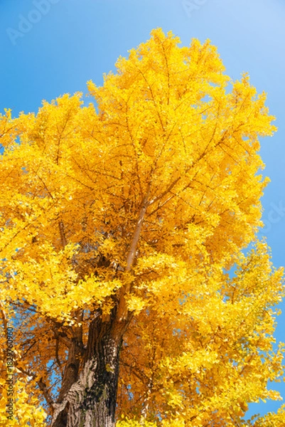 Obraz 秋の太子橋中公園