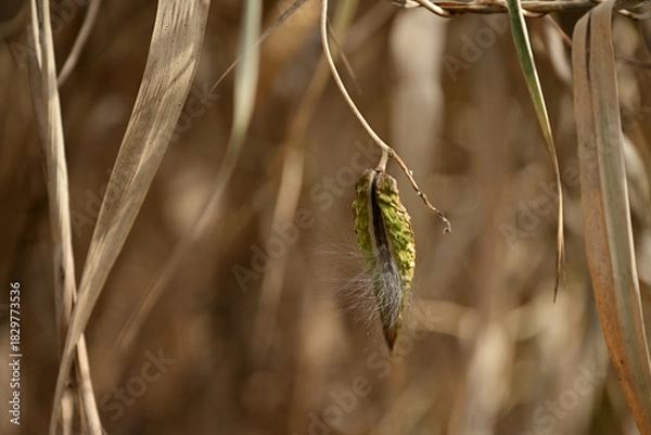 Obraz ガガイモの種子と白い綿毛
