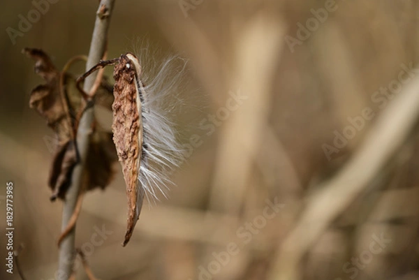 Obraz ガガイモの種子と白い綿毛