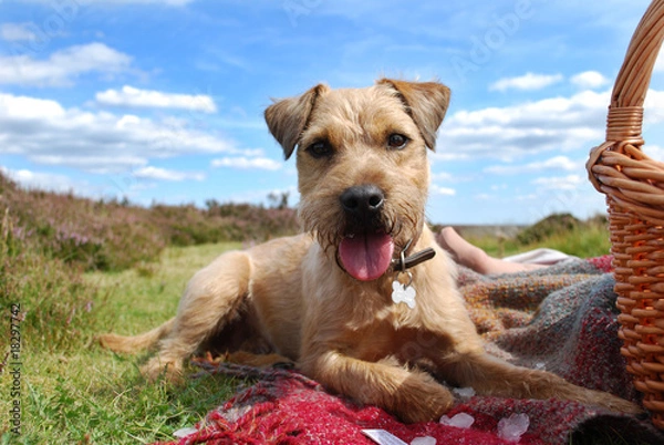 Obraz patterdale terrier