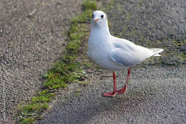 Obraz black headed gull on a path