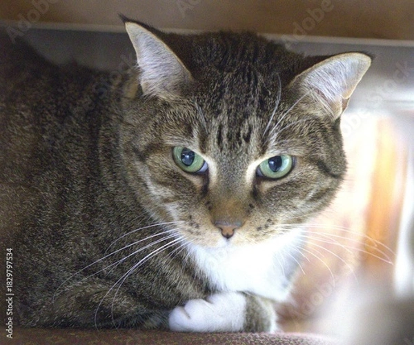 Obraz cat on the window