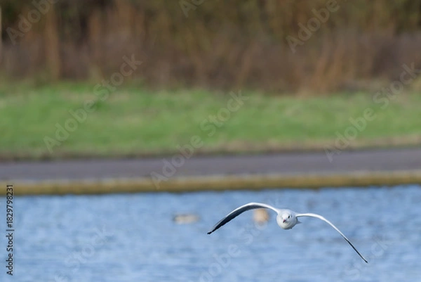 Obraz black headed gull in flight