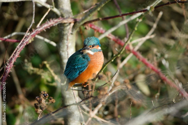 Obraz kingfisher on branch