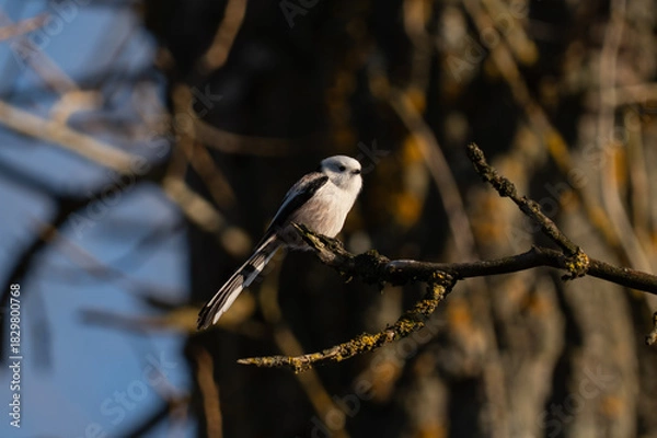 Obraz Long-tailed Tit · Aegithalos caudatus 